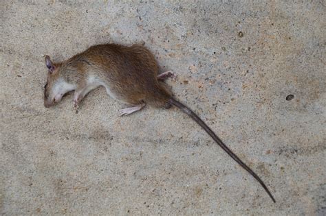 老鼠死在家里
